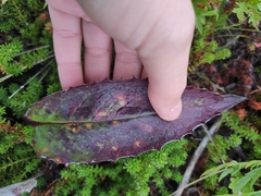 Saussurea pseudotilesii