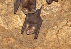 Hipposideros