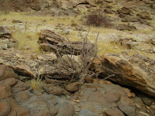 Image of Monsonia marlothii by no rights reserved