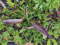 Saussurea pseudotilesii