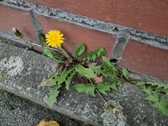 Taraxacum