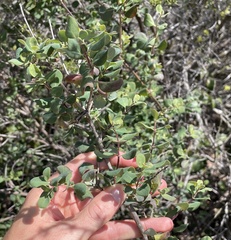Lonicera subspicata denudata