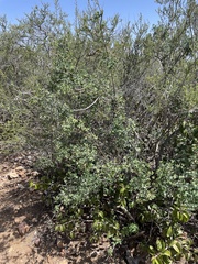 Lonicera subspicata denudata