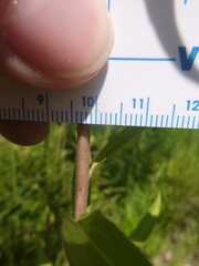 Solidago leavenworthii