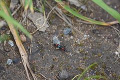 Paederus cruenticollis