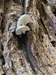 Ossicaulis lignatilis