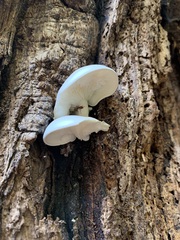 Ossicaulis lignatilis