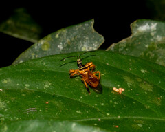 Agriocoris flavipes