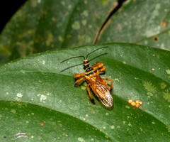 Agriocoris flavipes
