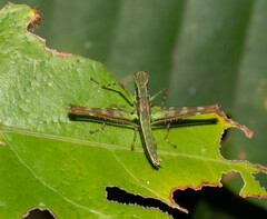 Eumastacidae