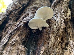 Ossicaulis lignatilis