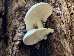 Ossicaulis lignatilis