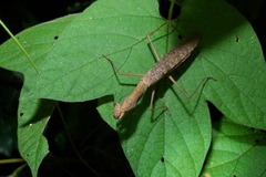 Polyspilota aeruginosa