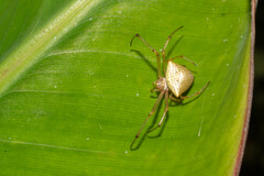Epeiroides bahiensis