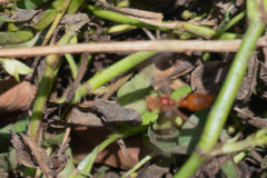 Synoeca virginea