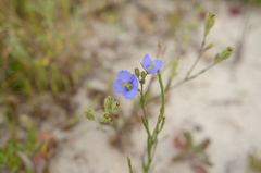 Heliophila linearis