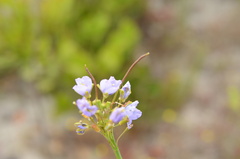Heliophila linearis
