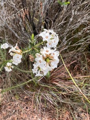 Epacris