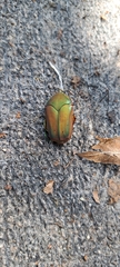 Cotinis mutabilis