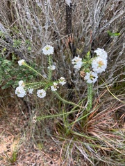 Epacris