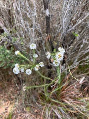 Epacris