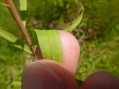 Solidago leavenworthii