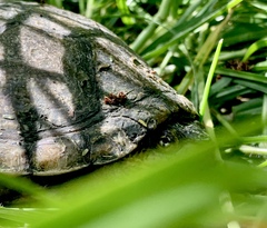 Kinosternon integrum