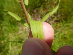 Solidago leavenworthii