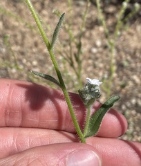 Cryptantha intermedia