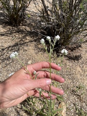Cryptantha intermedia