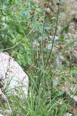 Juncus ensifolius