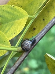 Hygromia cinctella