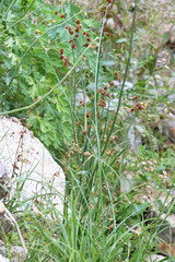 Juncus ensifolius