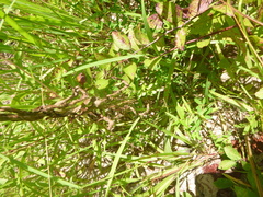 Solidago leavenworthii