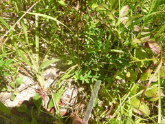 Solidago leavenworthii