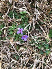 Houstonia pusilla