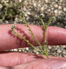 Cryptantha microstachys