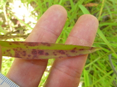 Solidago leavenworthii