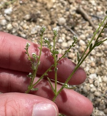 Cryptantha microstachys