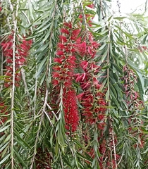 Melaleuca viminalis