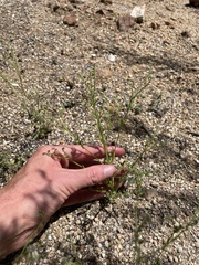 Cryptantha microstachys