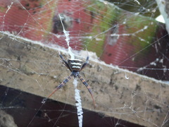 Argiope reinwardti