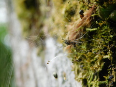 Nephilengys malabarensis