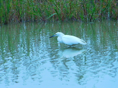 Egretta thula