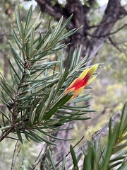 Lambertia formosa
