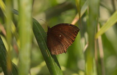 Elymnias hypermnestra