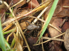 Loxoblemmus arietulus