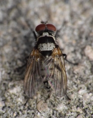 Anthomyia oculifera