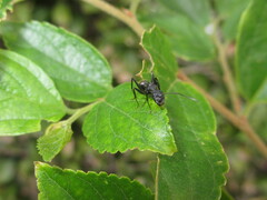 Camponotus japonicus