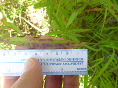 Solidago leavenworthii